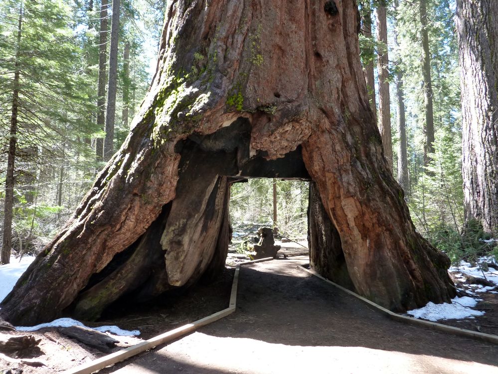 big tree state park (27).JPG
